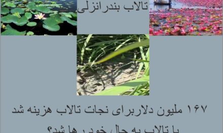 تالاب انزلی در آستانه نابودی؛ ۱۶۷ میلیون دلار اعتبارات احیا کجا هزینه شده است؟
