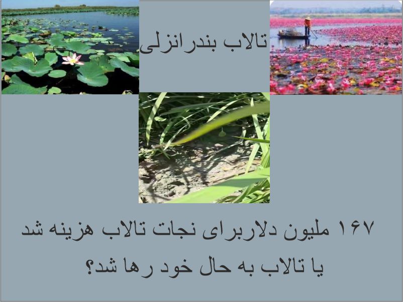 تالاب انزلی در آستانه نابودی؛ ۱۶۷ میلیون دلار اعتبارات احیا کجا هزینه شده است؟